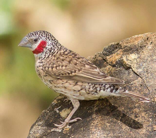 bird-watching-nepal-on (7)